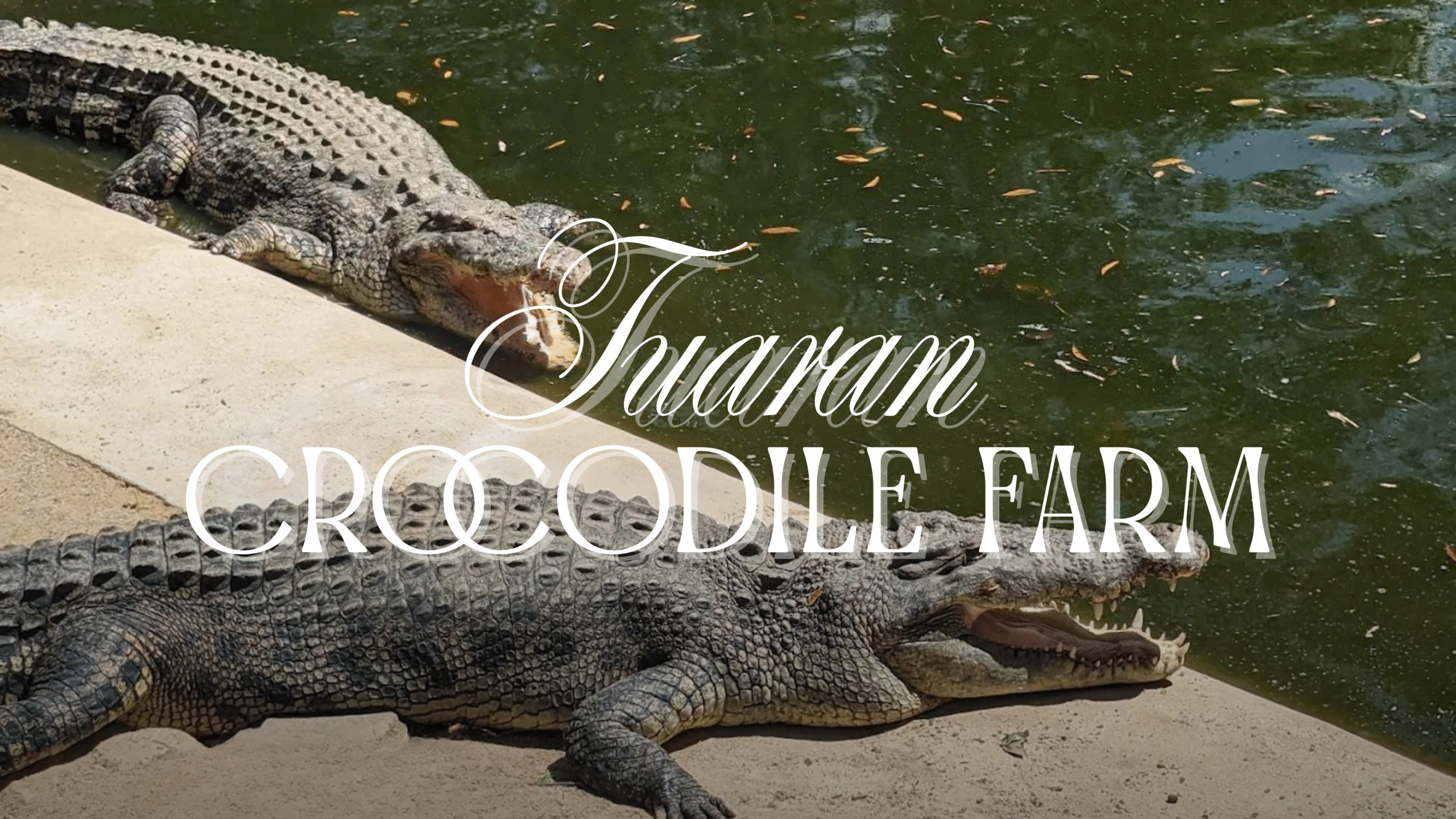 Tuaran Crocodile Farm: Sabah’s Largest Crocodile Attraction - Sabah Car ...