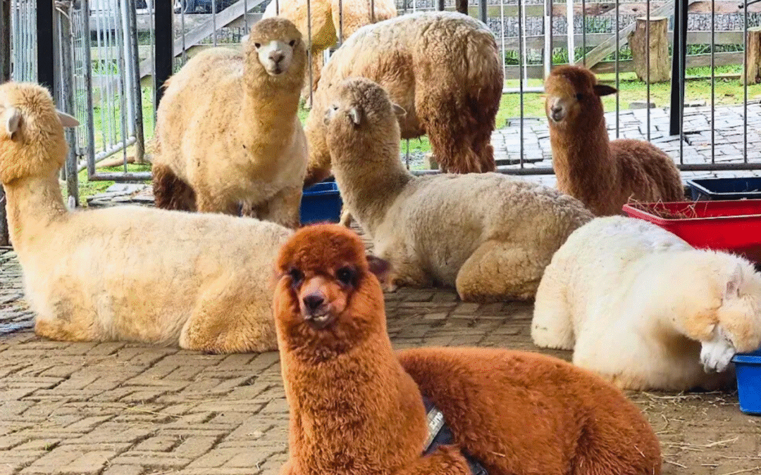 Alpaca Club Kundasang: Fluffy Fun in the Highlands