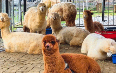 Alpaca Club Kundasang: Fluffy Fun in the Highlands