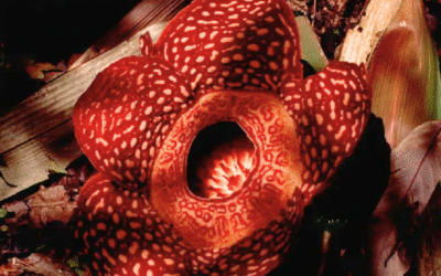 Rafflesia Information Centre Sabah – See the Giant Flower