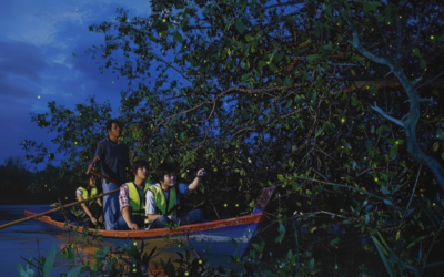 Where to See Fireflies in Sabah: Top Spots and Travel Tips