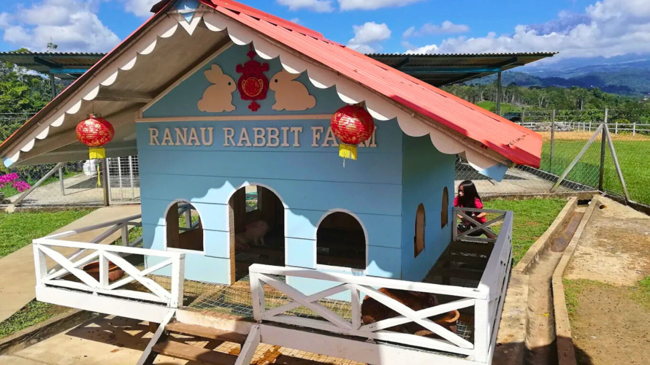 Bahh Rabbit Ranau Rabbit Farm and Mont K Skybike Adventure - Sabah Car Rental & Tour