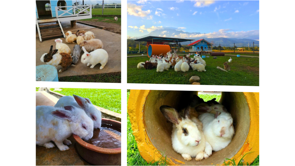 Ranau Rabbit Farm and Mont K Skybike Adventure - Sabah Car Rental & Tour